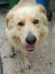 male golden retriever x  dungourney road