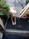 Golden lab  found in highfield park ballincollig