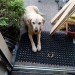 Golden lab  found in highfield park ballincollig