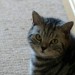 British Shorthair Silver Tabby lost in Midleton / Castle Rock Residents