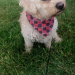 Male cavachon lost in Ballincollig