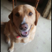 Golden lab cross found in Douglas, Cork