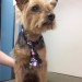 Yorkshire Terrier, black & tan, Youghal area