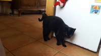 female black cat lost in kilquane/ballydavid/dingle area