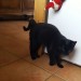 female black cat lost in kilquane/ballydavid/dingle area