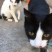 Two cats lost in Carrigaline