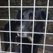 Large black dog found near Newcastown, Bandon