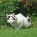 White and black neutered male found. Ring/Dungarvan