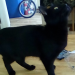 Black cat lost in Mardyke Area Cork city. Small cat 1 year old.