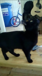 Black cat lost in Mardyke Area Cork city. Small cat 1 year old.