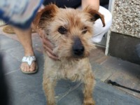 Male terrier found in Ballinrea