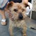 Male terrier found in Ballinrea