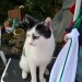 Black and white cat, seems young, found in Cork City