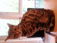 Lost 3year old male Bengal cat