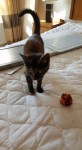 Found – Kitten in Carrigtwohill
