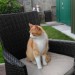 Male orange and white tabby cat lost in Carrigaline Co. Cork