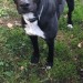Male Black Greyhound/Lurcher found in Ballinhassig
