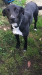 Male Black Greyhound/Lurcher found in Ballinhassig