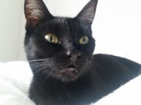 Lost female black cat in Ballincollig