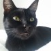 Lost female black cat in Ballincollig