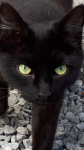Female Black Cat