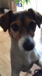 Missing Jack Russell in Waterford