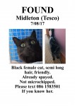 Female Cat found in Midleton