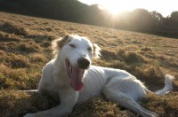 Large white Lurcher lost in Kncoknaheeny