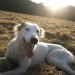Large white Lurcher lost in Kncoknaheeny