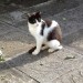 Black and white cat found in Churchtown/Liscarroll area
