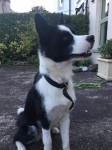 Male Collie cross, found in Sundays Well