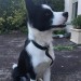 Male Collie cross, found in Sundays Well