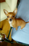 Female Chihuahua lost in Killarney