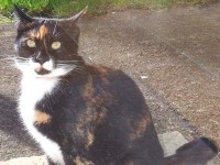 Lost Female cat in Ballyphehane area