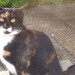 Lost Female cat in Ballyphehane area