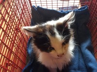 Kitten found in Ventry