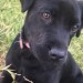 Black Lab lost in Donoughmore