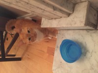 Ginger cat found in Bishopstown