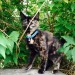 Female cat found in Ballincollig