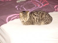 Female Tabby Cat