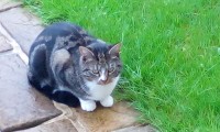 Black grey and white tabby cat lost in carrigtohill oct 2017