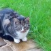 Black grey and white tabby cat lost in carrigtohill oct 2017