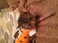 Female tabby family pet lost in Rochestown cork