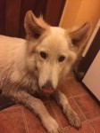 Male husky type dog found near Sixmilebridge, Co Clare