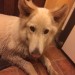 Male husky type dog found near Sixmilebridge, Co Clare