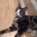 Brown/White/black cat found in Cork City – Albert Road