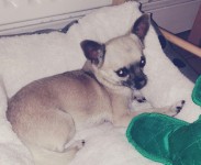 Male chihuahua lost in Munster