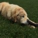 Male Yellow lab / Golden Retriever in Killarney