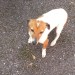 Female Jack Russell found