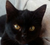 Kitten found in Ballyvourney